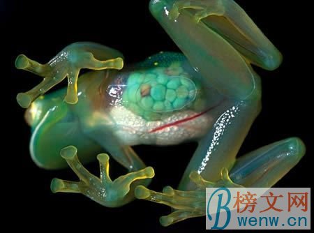glass frogs