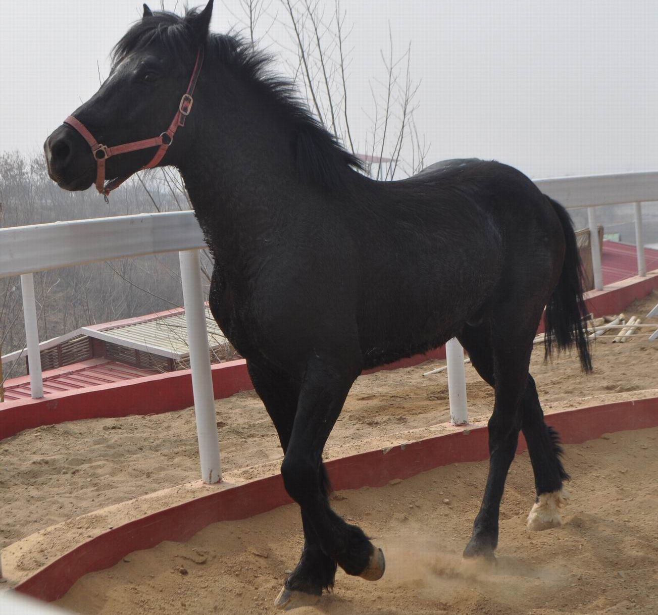 奥尔洛夫快步马