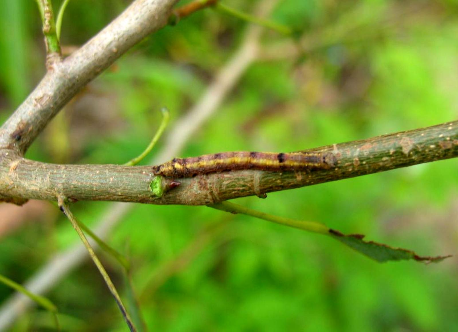  p>杨小舟蛾( i>micromelalopha sieversi /i>&nbsp;staudinger