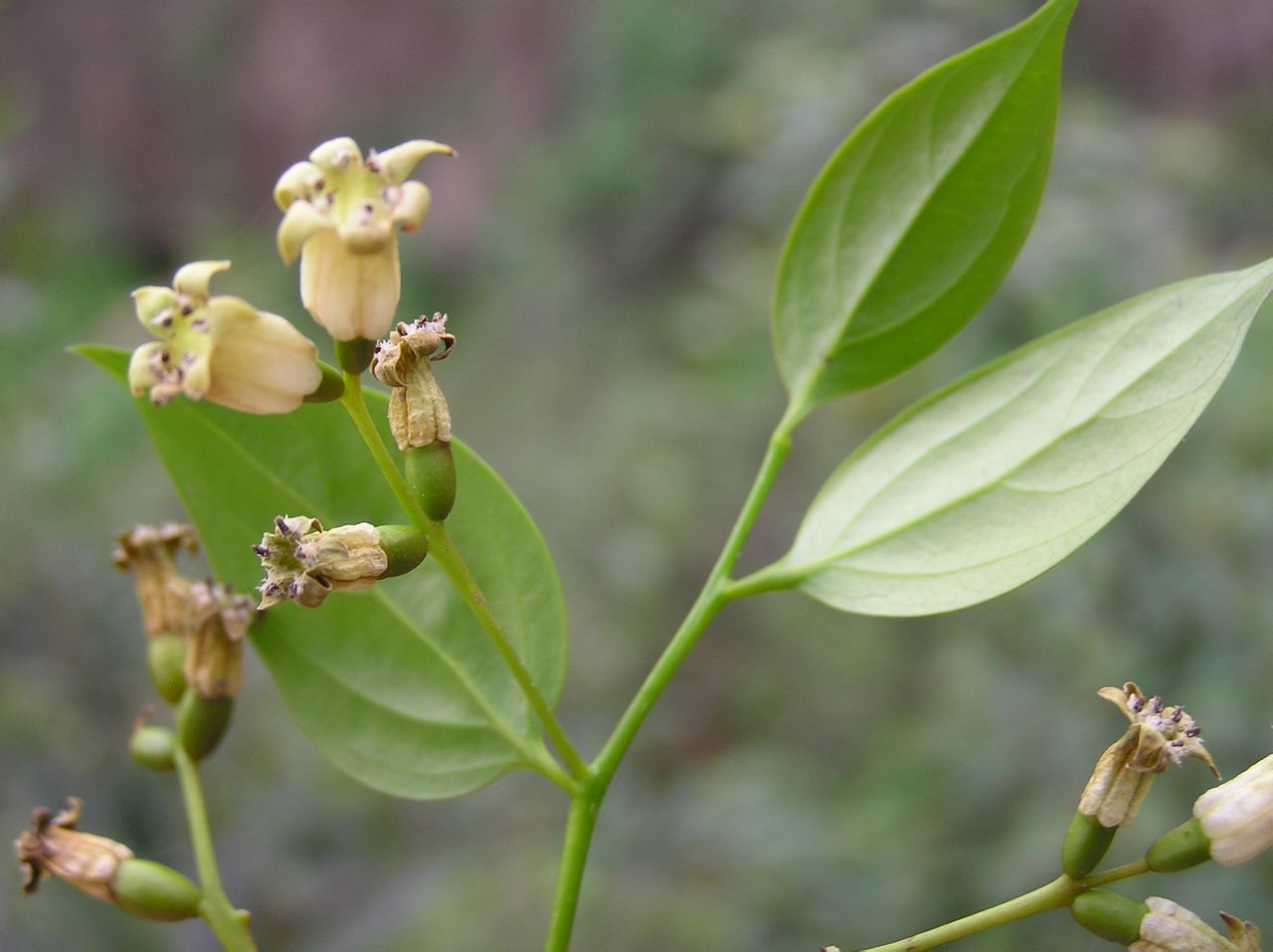  p>铁青树属(学名:olax l), a target="_blank" href="/item/铁青树科