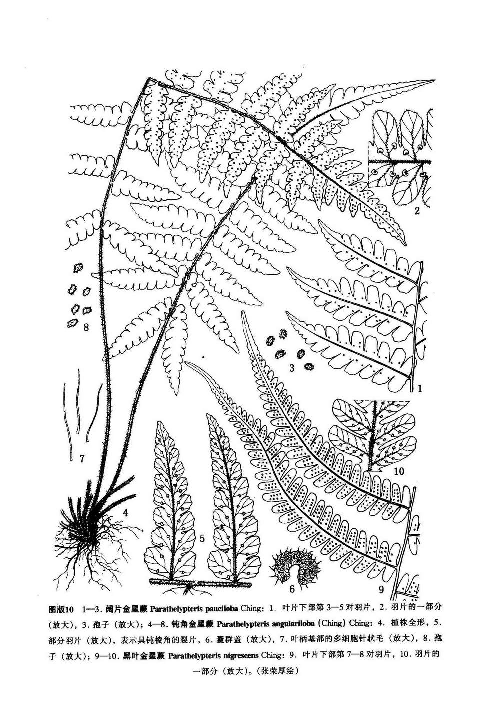  p>黑叶金星蕨(学名: i>parathelypteris&nbsp;nigrescens /i>&
