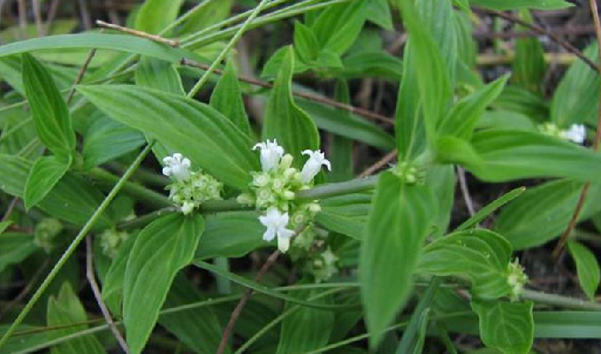 鱼胆草的功效和作用