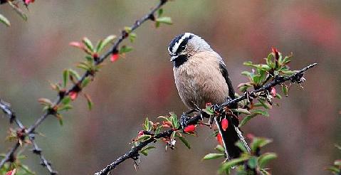  p>白眉山雀(学名: i>parus superciliosus /i>)为 a target="_blank"