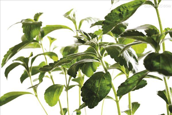  p>甜菊是菊科,菊目的植物. /p>