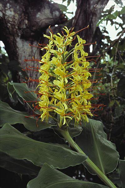  p>姜花(拉丁文名:hedychium coronarium koen)又名