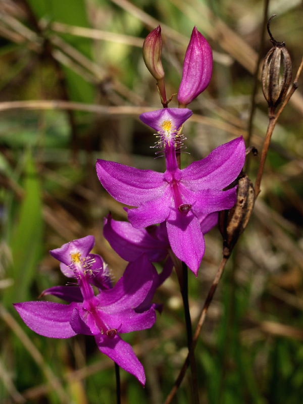  p>沼泽美须兰(学名:calopogon tuberosus)生长环境见于 a target="