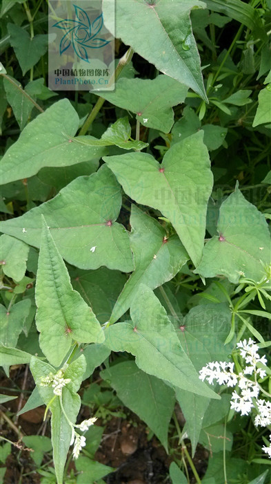  p> b>长柄野荞麦 /b>(学名: b> i>fagopyrum statice /i> /b>)为蓼科