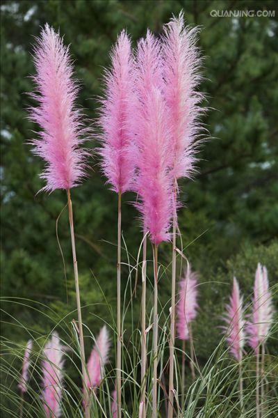  p>蒲苇属(学名:cortaderia stapf)是禾本科下一个属.
