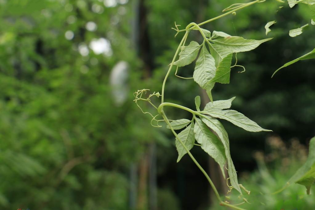  p>浙江雪胆(学名: i>hemsleya zhejiangensi /i>s c. z.