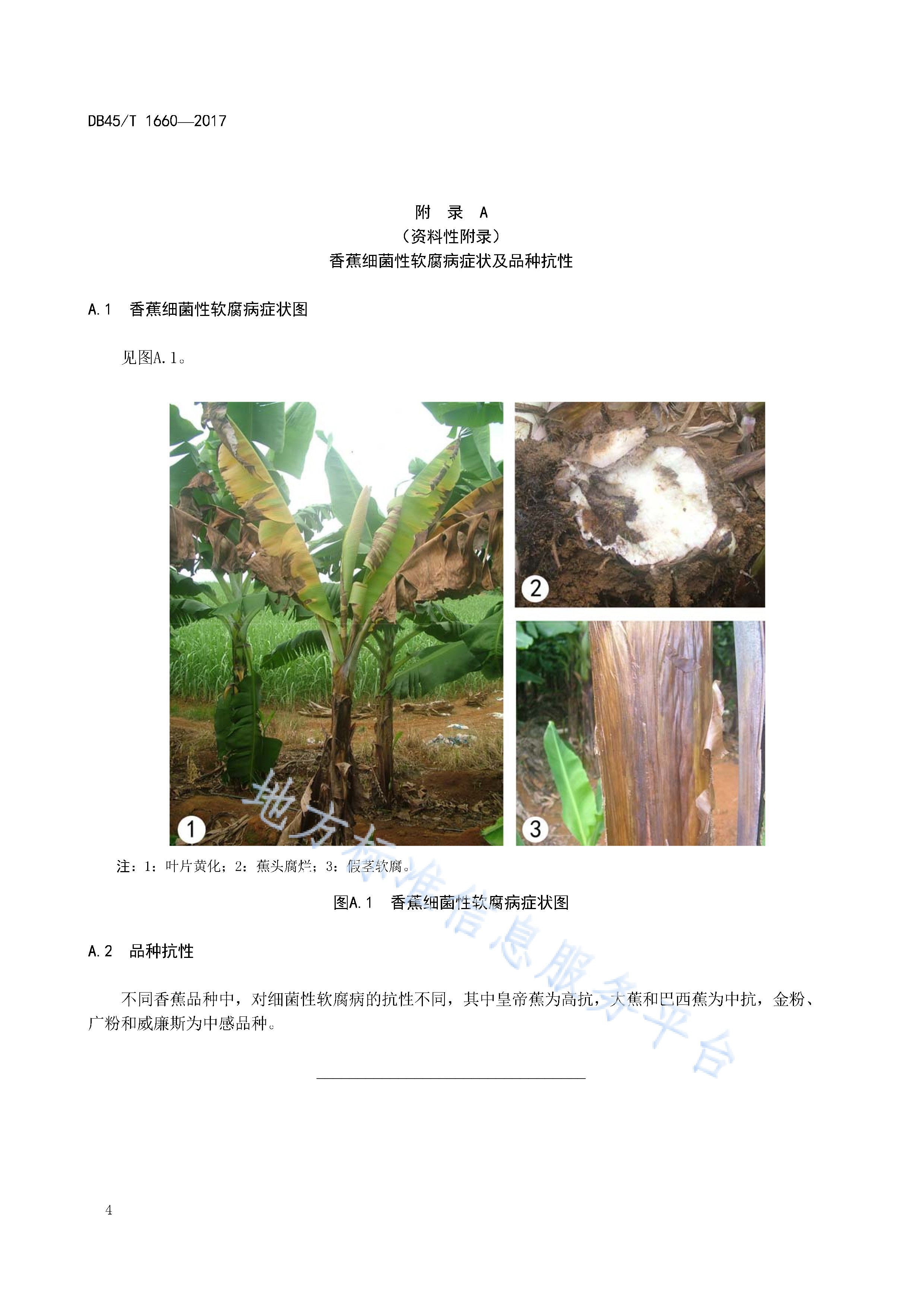 香蕉细菌性软腐病防治技术规程