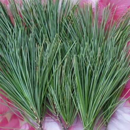 松针（松属植物）_百度百科
