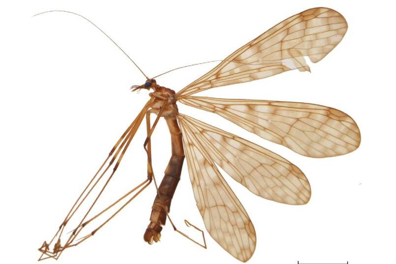  p>长角蚊蝎蛉(学名: i>bittacus longantennatus /i>)是蚊蝎蛉科,蚊