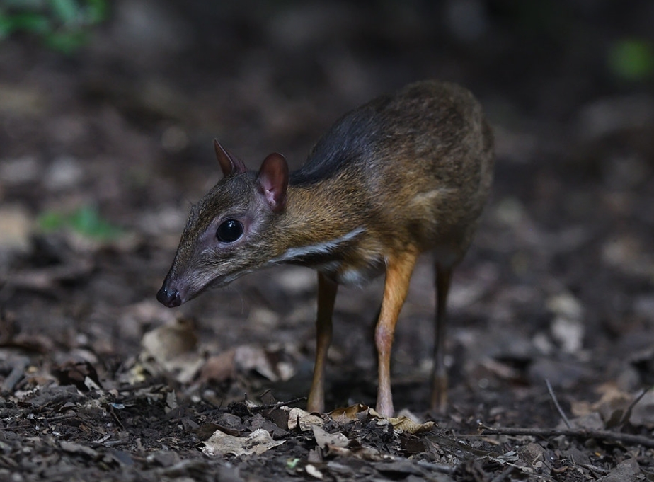 id="sly69tym6erw">小鼷鹿(学名: i>tragulus kanchil /i>):是鼷鹿 