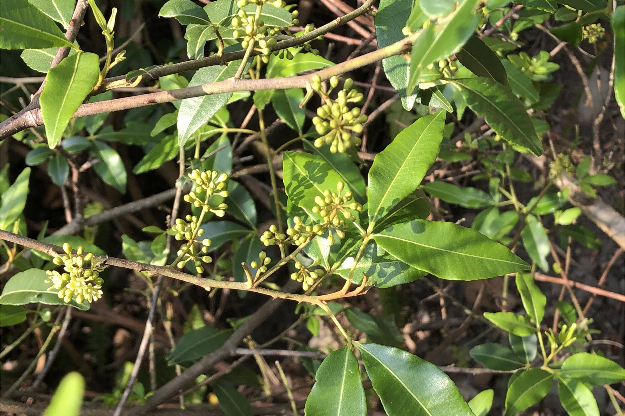 lam.)是芸香科,飞龙掌血属植物.