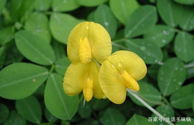 小时候猜过的谜语 爹麻皮 娘红皮 生出儿子是白皮 百科ta说