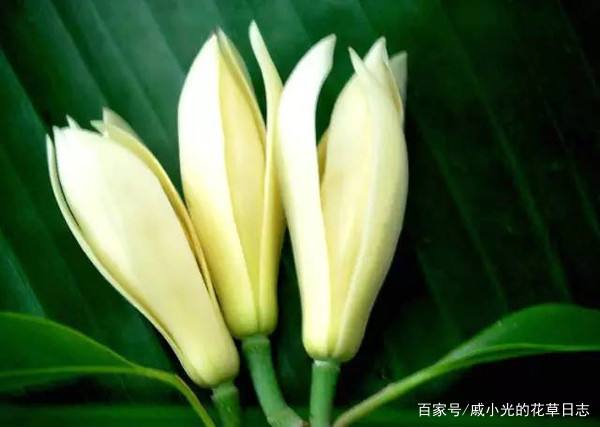 盆栽白兰花，养护注意这些小细节，年年都有花可赏！_百科TA说