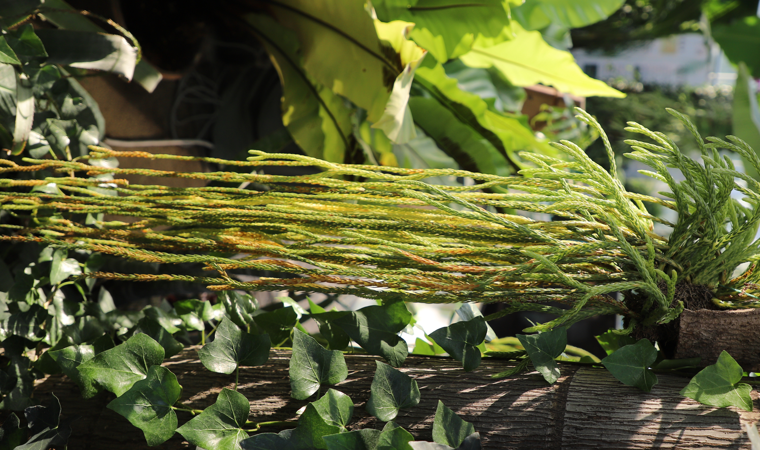  p data-id="gn3ts6za9v">龙骨马尾杉( i>phlegmariurus carinatus /i