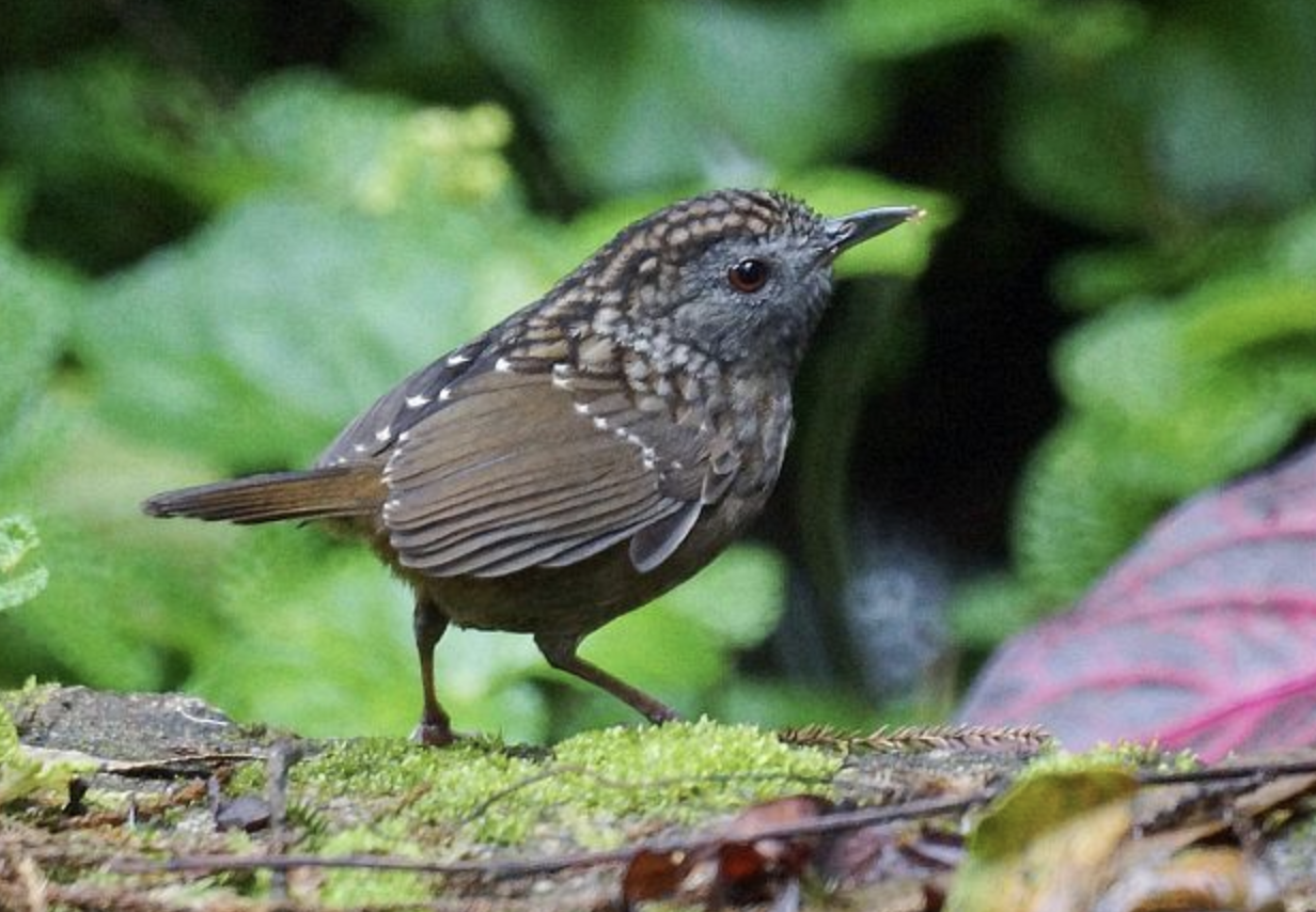  i>napothera brevicaudata /i>)是画眉科,鹪鹛属小型鸟类,体长14-16