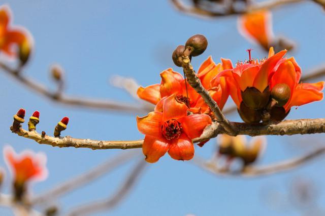 图集 深圳 又见满城木棉花开 百科ta说