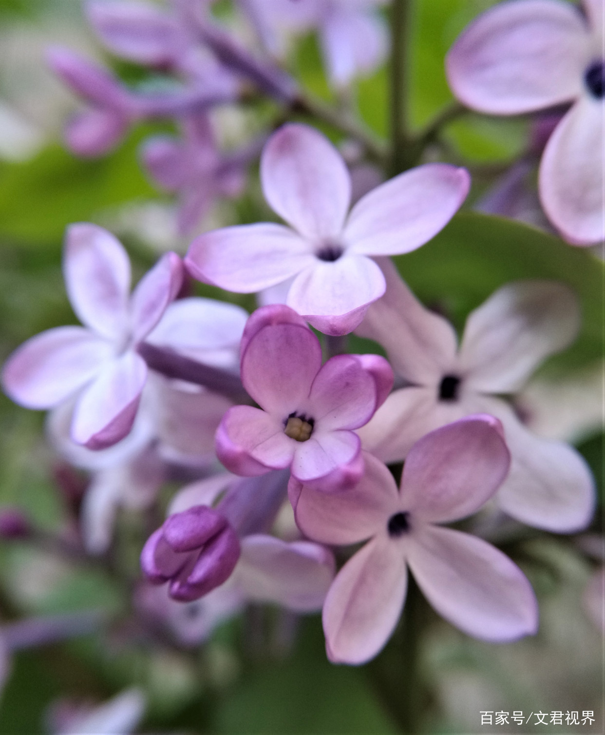 见过五瓣的丁香花吗_百科TA说