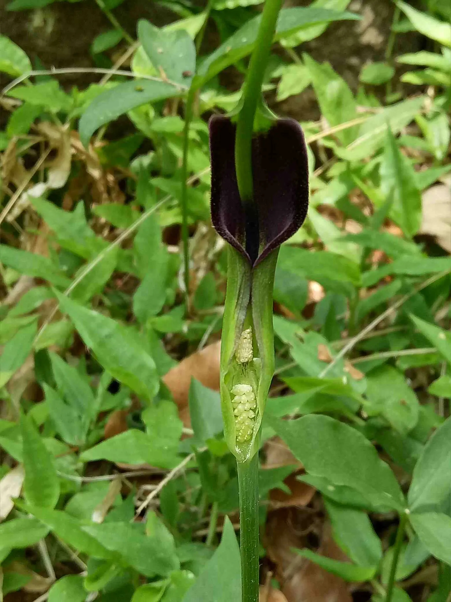 ten. ex breitenb.),是天南星科半夏属多年生草本植物.