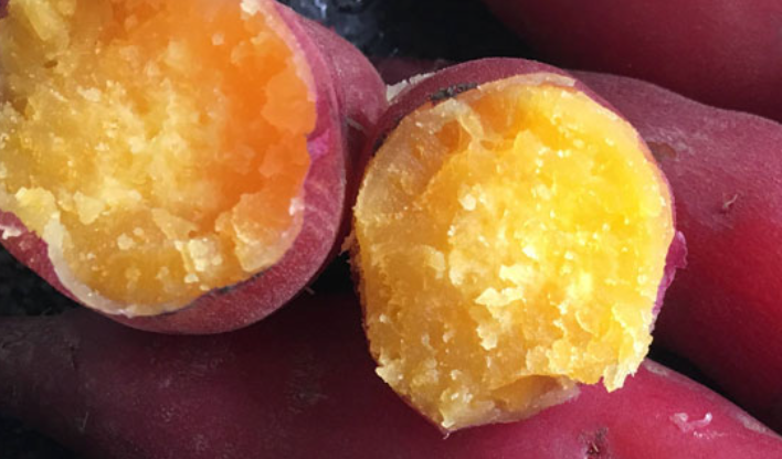 以广薯87,岩薯5号,济薯26,烟薯25,龙薯9号,郑薯20这6个品种为父本小