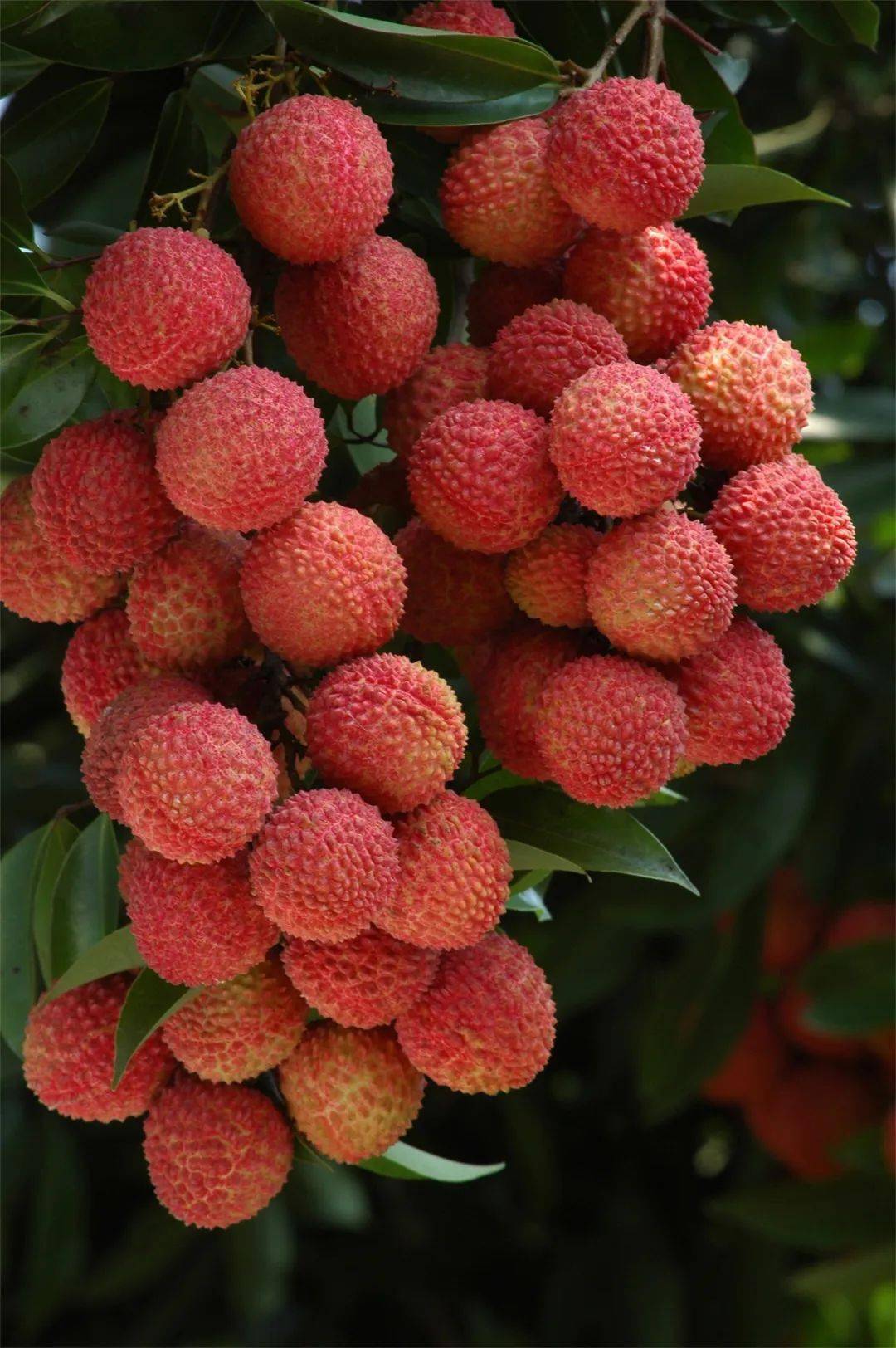  p>桂味,是 a target="_blank" href="/item/荔枝/159299" data-lemma