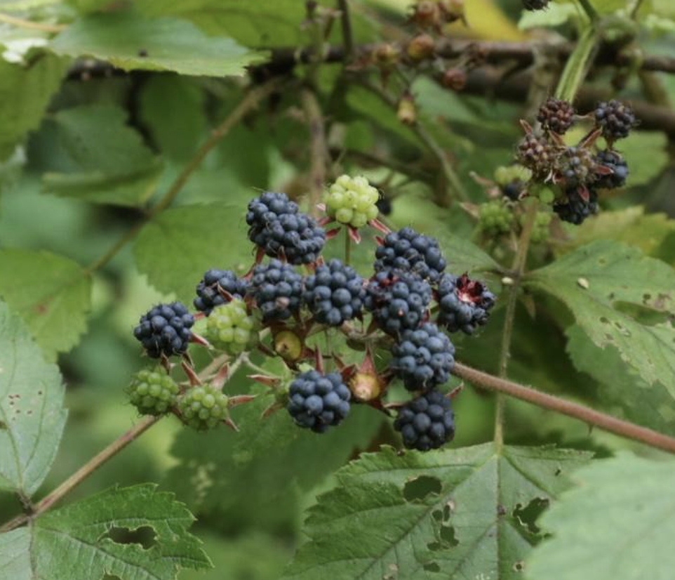  p>喜阴悬钩子(学名: i>rubus mesogaeus /i> focke)是蔷薇科,悬钩子