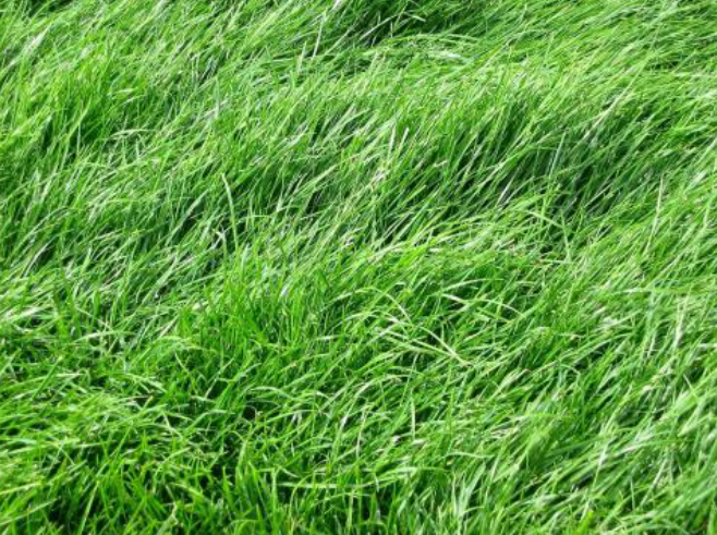 地毯草为什么能成为优质的草原牧草呢 百科ta说