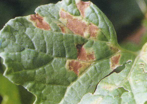  p>冬瓜霜霉病是由古巴假霜霉菌引起的,发生在 a target="_blank"