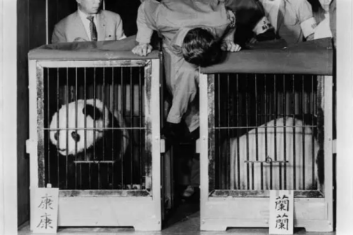 大熊猫兰兰_百度百科