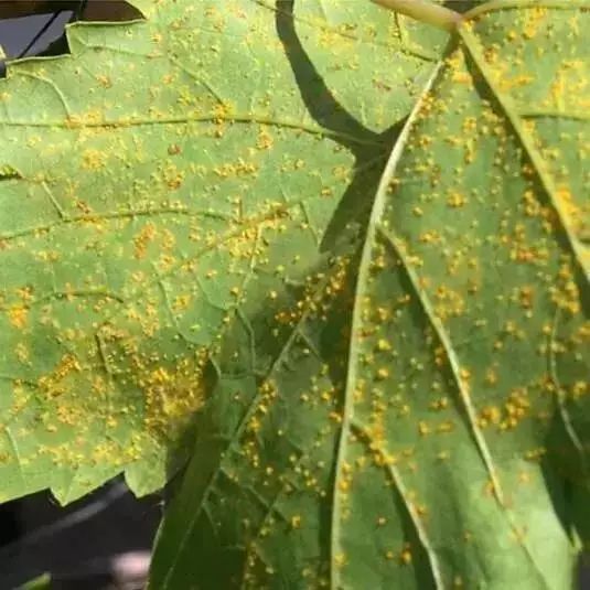  p>莴笋锈病主要为害叶片.