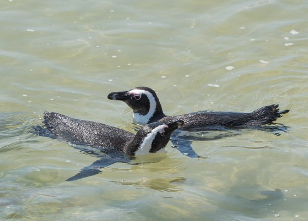  i>spheniscus demersus /i>):是鸟纲,企鹅科,环企鹅属动物