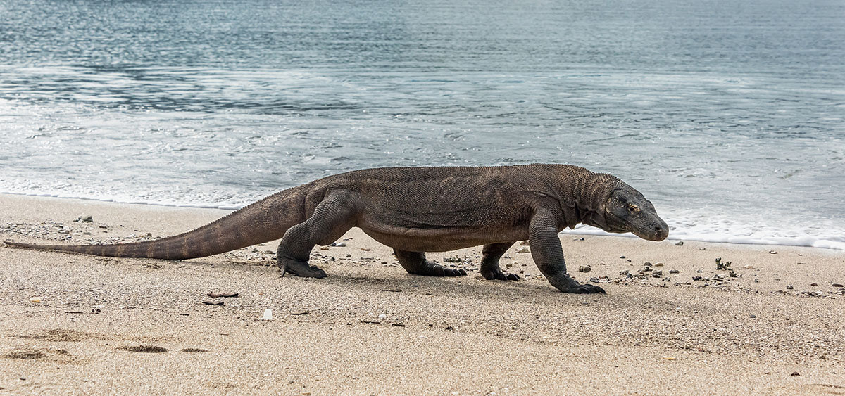 komodo dragon