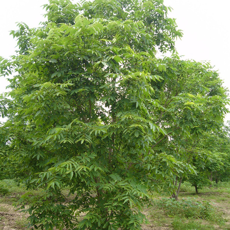 水曲柳红石王家店群体优树-038