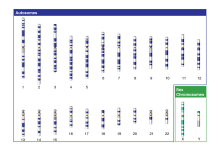 人类染色体组。图源：美国genome网