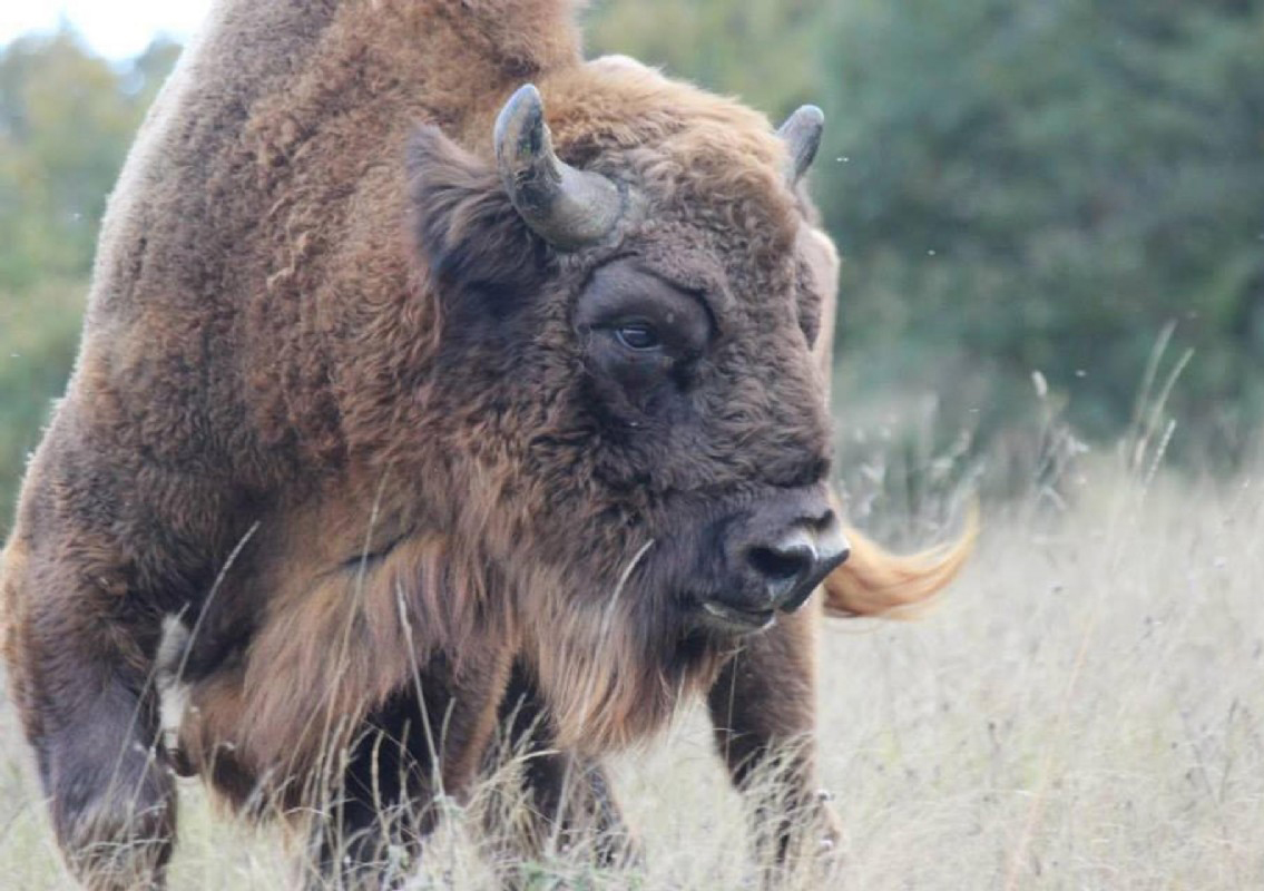  p>野牛属(学名: i>bison /i>):哺乳纲,牛科动物.