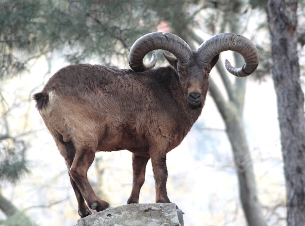 高加索羱羊(学名:  i>capra cylindricornis /i>):是偶蹄目,牛科,山羊