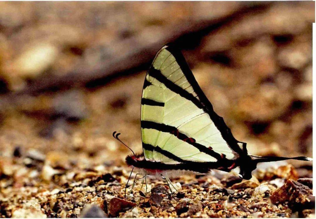斜纹绿凤蝶中国亚种
