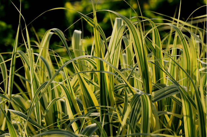 变叶芦竹 错错在庭 高与竹名 百科ta说