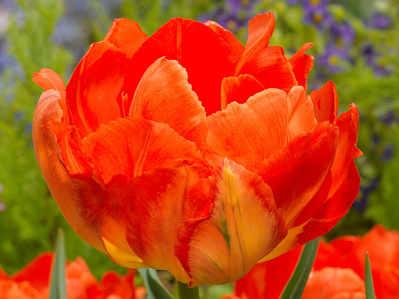 tulipa cv.