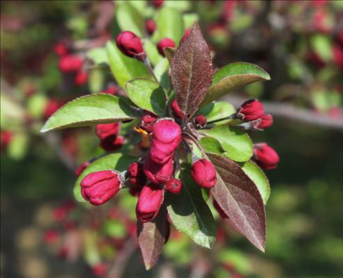  p data-id="gnbc9q4g7o">钻石海棠(学名: i>malus 'sparkler