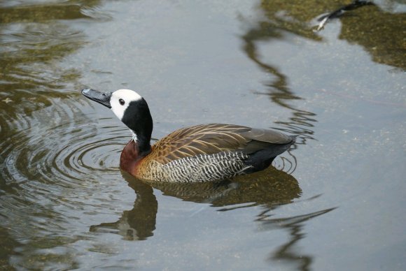  p>白脸树鸭(学名: i>dendrocygna viduata /i>)为 a href="#">雁形目