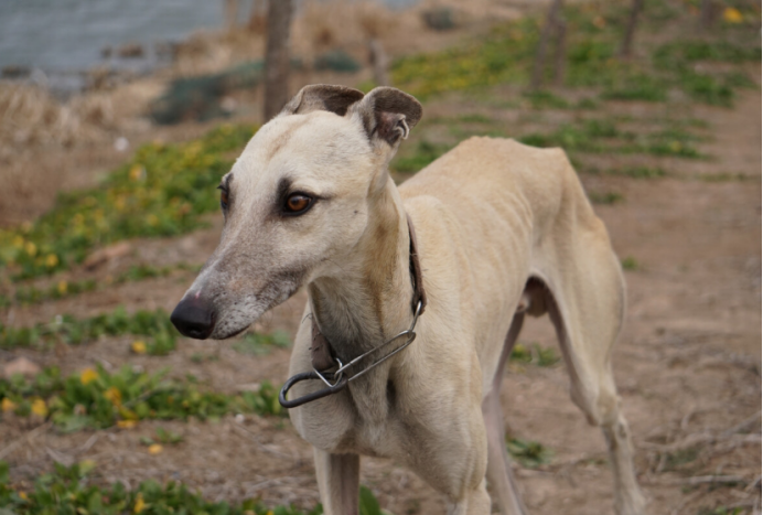 山东犬 逐渐没落的中国名犬 百科ta说