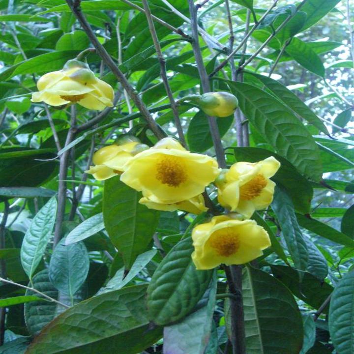 毛瓣金花茶无性系36号