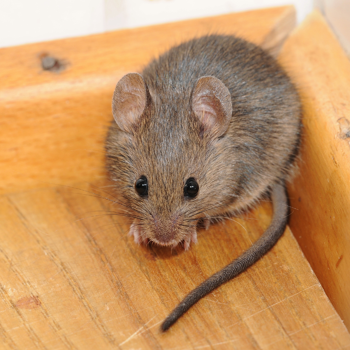  p>莫特拉鼠是一种长相与 a target="_blank" h