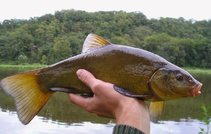  i>tinca tinca /i>)是鲤科,丁鱥属鱼类,也称金鲑鱼,丁鲑鱼,丁鱼岁等