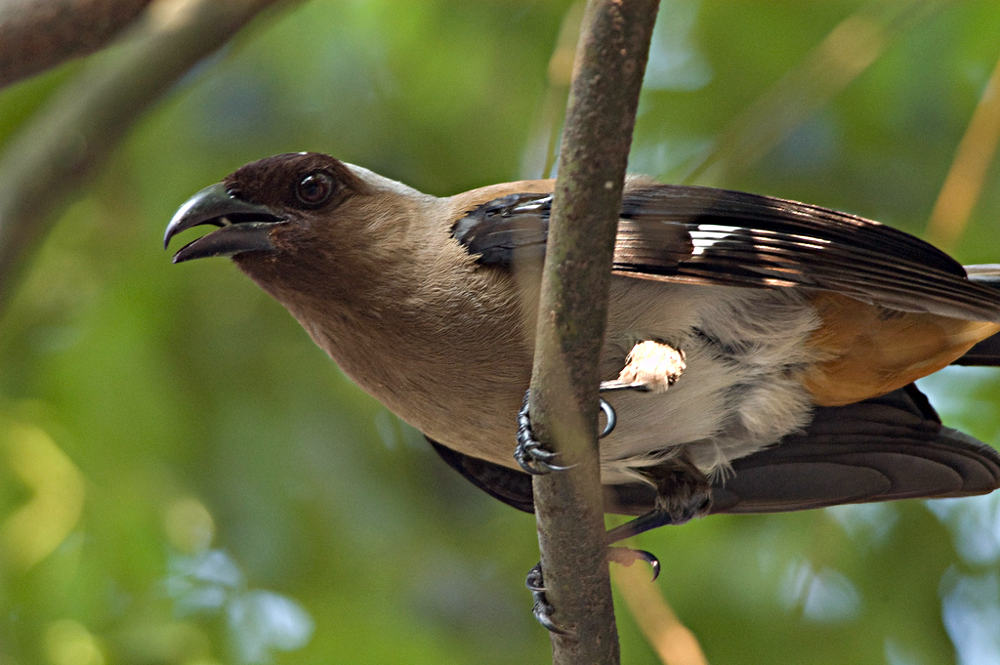 灰树鹊云南亚种