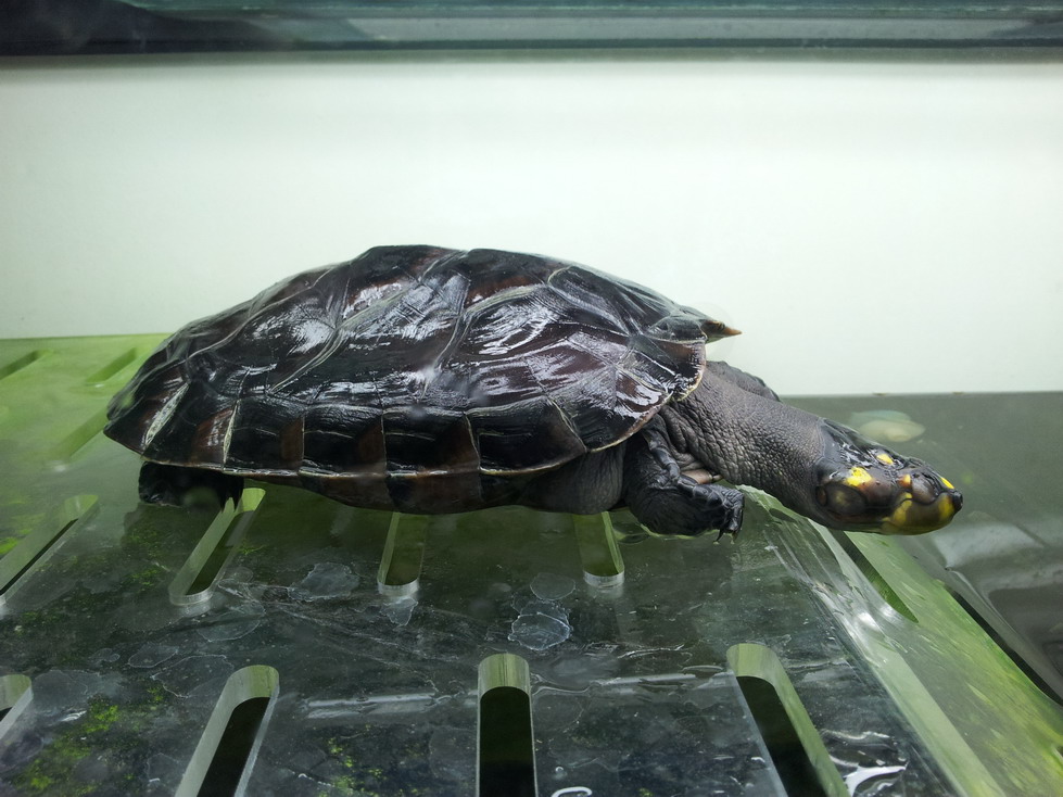 成年个体重约1千克,属中型龟类.