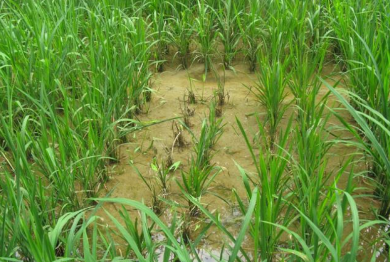 稻热病,火烧瘟,叩头瘟等,是由稻瘟病原菌引起的,发生在水稻的一种病害